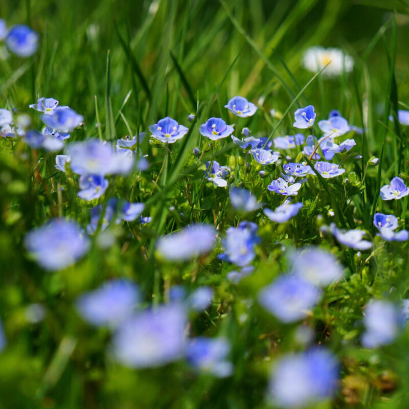 Lilla engblomster titter frem fra gresset.